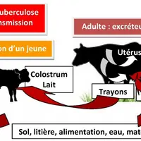 La contagion se fait essentiellement à partir du milieu contaminé. Les matières fécales représentent la source essentielle de bacilles. Les veaux, pri