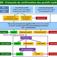 Le protocole de confirmation des positifs IBR isolés trouvés en prophylaxie a été aménagé avec 2 objectifs : limiter les contraintes pour les éleveurs