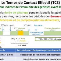 L’immunité est considérée comme pleinement acquise après 8 mois de temps de contact effectif (TCE). Elle est à calculer pour chaque lot de génisses.