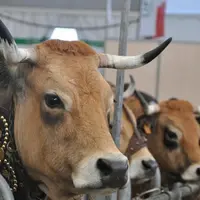Les effectifs d'aubrac sont passés de 56 000 vaches en 1979 à 230 000 aujourd'hui.