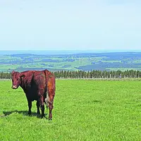 Les prairies occupent deux-tiers de la surface agricole du Massif central.