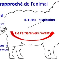 L'examen rapproché de l'animal s'appuie sur une réalisation méthodique de 6 gestes qui vous permettra de récolter tous les symptômes sans en oublier u