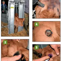 L’écornage du veau présente 5 étapes :
1. Une contention appropriée ;
2. Une tonte de la zone ;
3. Une cautérisation des veines d’alimentation du b