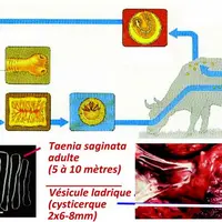 L'Homme s'infeste en consommant de la viande crue ou peu cuite renfermant des cysticerques. En 3 mois, la forme adulte de Tænia saginata est formée da