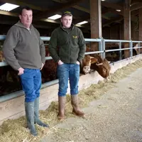 Daniel et Alexandre ne sont pas trop de deux pour s’occuper des 130 mères de l’exploitation.