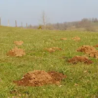 Détruire les taupes pour limiter la terre dans les fourrages conservés.