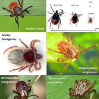 Si Ixodes ricinus reste de loin la tique la plus présente en France, d’autres espèces sont également rencontrées.