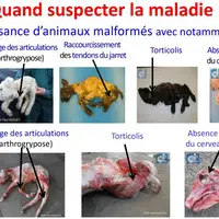 Si vous êtes dans un élevage ovin ou caprin dans lequel, sur un lot de mise-bas, au moins 2 agneaux ou chevreaux ou dans un élevage bovin dans lequel