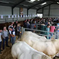 Limousins et charolais étaient présentés ensemble et vendus selon la même technique du pli cacheté.