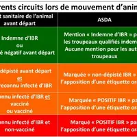 Les mouvements sont le principal facteur de risque de contamination des cheptels. Pour une bonne maîtrise, il faut respecter la séparation des circuit