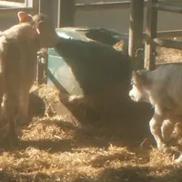 La carence en sodium se manifeste d’abord chez les veaux avec du « pica », une baisse de la croissance, une aggravation des diarrhées néonatales...