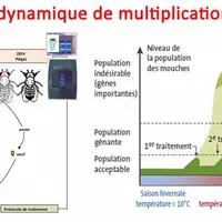 Associant moyens insecticides, biologiques et mécaniques, un contrôle réussi de la dynamique de contamination par les mouches demande le respect des p