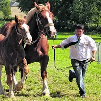Malgré une situation difficile pour l'élevage de chevaux de trait (déclin des populations en Creuse : passage de 1500 juments en 2008 à 500 aujourd'hu