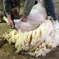 En Auvergne-Rhône-Alpes, plus de 14 000 tonnes de laine dormiraient ainsi dans les élevages.
