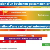 La BVD est une maladie virale qui se transmet par contact avec un animal infecté ou de la mère au fœtus. Selon le stade de gestation, les impacts sero