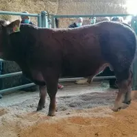 Rintintin, au Gaec Rousset, a été adjugé 8100 euros.
