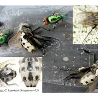 La différenciation entre Wohlfahrtia magnifica et Lucilia sericata, mouche à myiase habituelle de notre zone peut se faire au niveau de la morphologie
