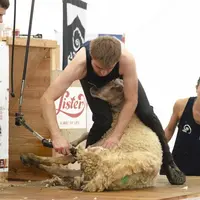 Tonte de moutons lors des 24 heures de tonte, également organisé par l'AMTM les 8 et 9 juin 2018.