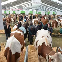 Le pôle laitier prend chaque année davantage d’envergure à Cournon. Cette année, à découvrir sur le ring un concours européen de la race simmental.