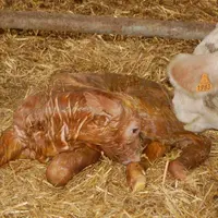 Sitôt le vêlage fait, on veillera à ce que le veau réagisse normalement et que la vache ne présente pas de complication. On lui mettra à disposition e