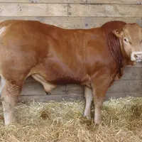 Mac au Gaec Val du Taurion (87) est le top price du jour avec une enchère à 12 500 euros, deuxième enchère la plus importante de cette campagne.