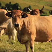 Animaux Fin Gras du Mézenc au pâturage.