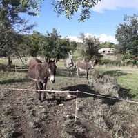Ânes