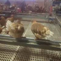 Poules pondeuses au Gaec du Signon à Chaudeyrolles