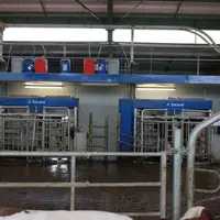 Deux postes pour traire 115 vaches au Gaec de la Fenasse.
