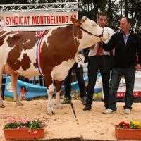 Griotte a été sacrée Miss Montbéliarde 2014, une vache jugée «impressionnante» par le juge Patrice Brie venu de Haute-Saône.