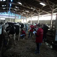 Pour juger un animal, il faut, outre une bonne connaissance de la race, de la patience et de la concentration.