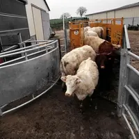 Les interventions en élevages induisent de nombreux accidents 
souvent graves et parfois mortels.