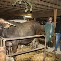 La saison Fin Gras du Mézenc a officiellement démarré le 27 janvier à Chaudeyrolles.