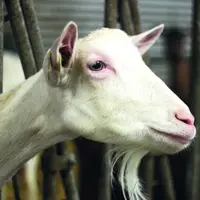 Dans la région, les éleveurs caprins fromagers possèdent, en moyenne, 65 chèvres, et les livreurs 180 chèvres.