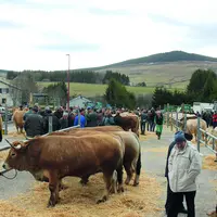 70 animaux étaient présents sur la Foire grasse des Estables jeudi dernier.