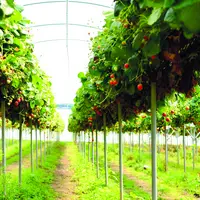 En 2022, plus de 650 tonnes de fraises sont issues d'une production en "jardin suspendu".
