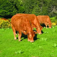 Connaître finement les caractéristiques et les perceptions sensorielles de ses animaux permet de travailler  en sécurité.