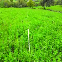 «  La partie fertilisée au sulfate de potassium à droite des jalons a dynamisé la luzerne d’où une teneur en protéines améliorée de 40 % ».