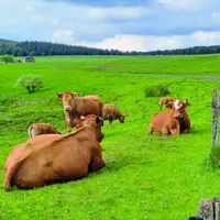 L'élevage de ruminants est indissociable de la présence des prairies, comme ici au pied du Mézenc.