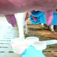 Les avancées récentes des analyses de composition fine du lait issues des analyseurs infrarouge relancent l’intérêt du flacon  uni-vache.