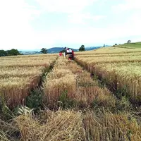 Une année plutôt bonne en céréales.