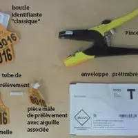 Obtenir simplement et rapidement le statut BVD d'un animal est possibleavec le prélèvement d'un morceau de cartilage grâce aux boucles auriculaires.