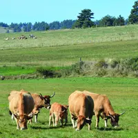 Cet été, plusieurs épisodes de mortalité de bovins due au charbon symptomatique, ont touché deux zones  du département : le secteur du Mézenc et celui