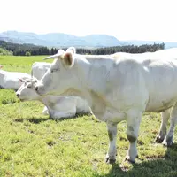 Le ministère de l’Agriculture entend ainsi inciter les éleveurs à déclarer leurs animaux et à éviter la propagation de la maladie.