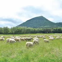 Au pied du Puy-de-dôme, à la belle saison, les brebis s’élancent sur les pentes du géant endormi.