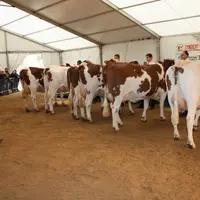 Le concours Montbéliardes.