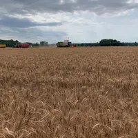 La campagne céréalière 2020 est très décevante en Auvergne.