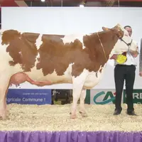 Douchka, la vache qui a marqué l’année 2012 en Haute-Loire et au-delà.