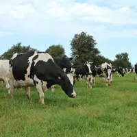 L’herbe est un fourrage équilibré en énergie comme en azote.