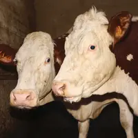 Deux montbéliardes